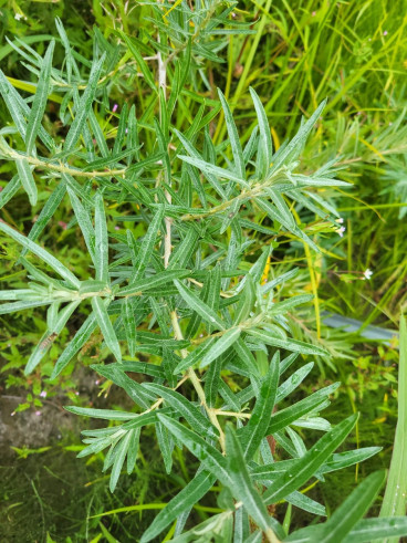 Hippophae rham. Pollmix - Duindoorn - mannelijk
