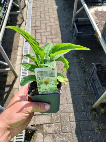 Echinacea purpurea White Swan | Zonnehoed 