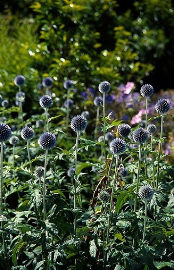 Echinops bannaticus Blue - Kogeldistel
