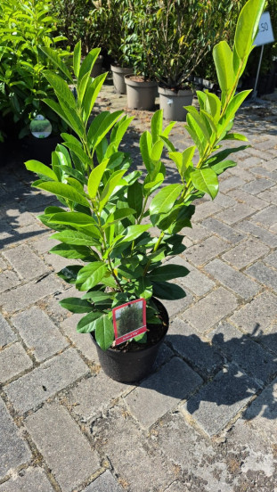 Prunus laur. Elly - Laurier