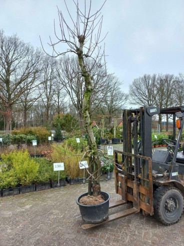 Oude fruitboom - Malus Elstar - Appelboom
