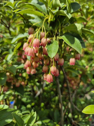 Enkianthus campanulatus - Pronkklokje