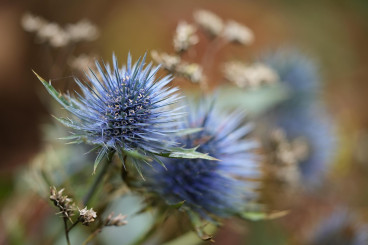 Eryngium planum - Kruisdistel