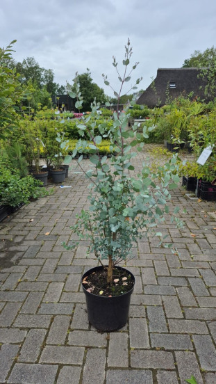 Eucalyptus cinerea
