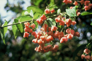 Euonymus europaeus - Kardinaalsmuts