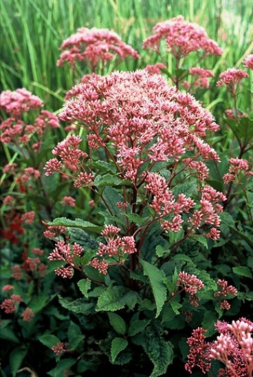 Eupatorium mac. Atropurpureum - Leverkruid