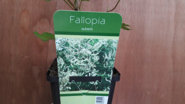 Bruidssluier - Fallopia aubertii