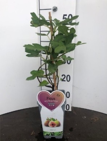 Vijg - Ficus c. Brown Turkey