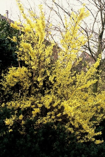 Forsythia intermedia Spectabilis - Chinees klokje