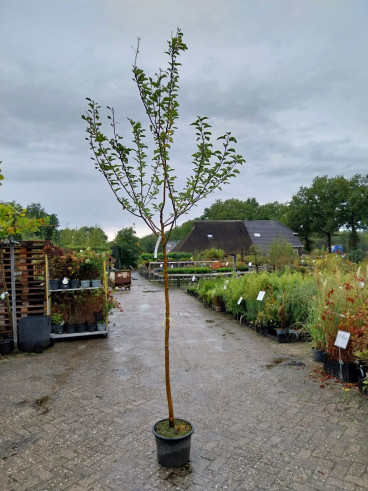 Malus Summerred - Appelboom