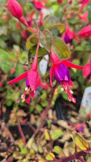Fuchsia riccartonii - Bellenplant