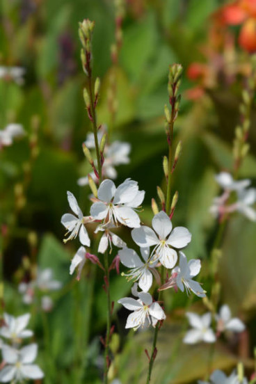 Gaura lindheimeri | Prachtkaars