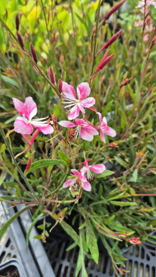Gaura lind. Siskiyou Pink - Prachtkaars