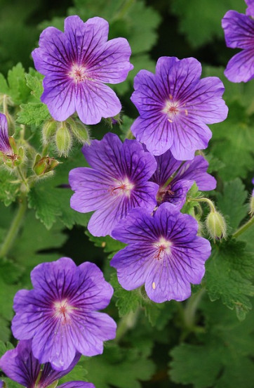 Geranium Brookside - Ooievaarsbek