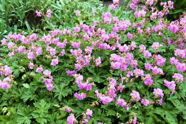 Geranium macr. Czakor