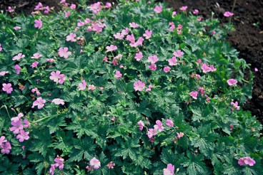 Geranium endressii - Ooievaarsbek
