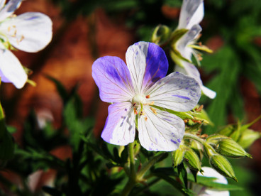Geranium pratense Splish Splash - Ooievaarsbek