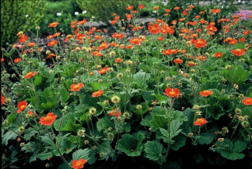 Geum coccineum Borisii - Nagelkruid