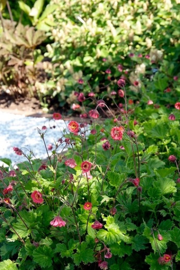 Geum rivale Maj Taj - Knikkend nagelkruid