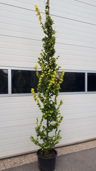 Ulmus hollandica Wredei - Goudiep - boom
