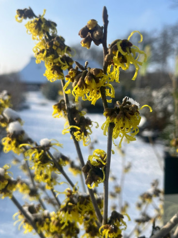 Hamamelis int. Pallida - Toverhazelaar