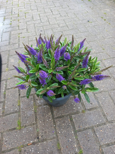 Hebe - Struikveronica