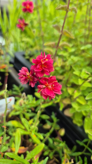 Helianthemum Cerise Queen - Zonneroosje