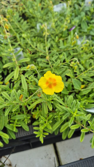 Helianthemum Golden Queen - Zonneroosje