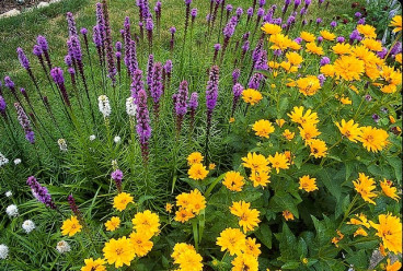 Heliopsis helianthoidus Summer Sun - Zonneoog