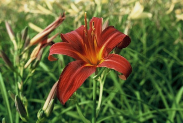 Hemerocallis Sammy Russell - Daglelie