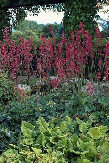Heuchera sanguinea Leuchtkäfer - Purperklokje
