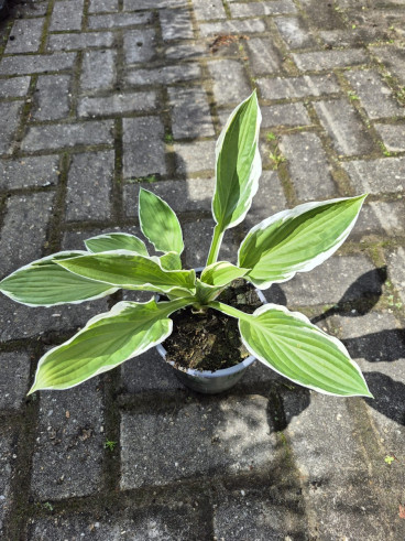 Hosta sieboldiana Elegans - Hartlelie