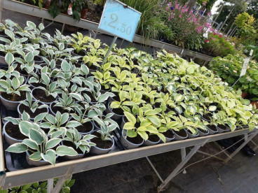 Hosta Patriot - Hart Lelie