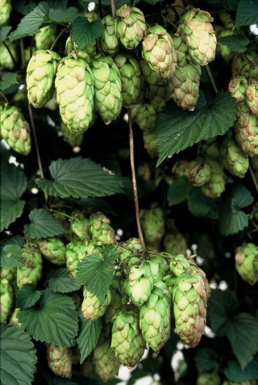 Humulus lupulus | Hop