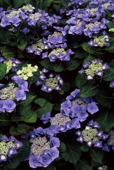Hydrangea macr. Blaumeise - Hortensia
