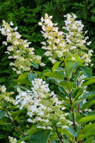 Hydrangea pan. Kyushu - Pluimhortensia