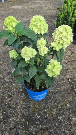 Hydrangea paniculata Nimbus - Pluimhortensia