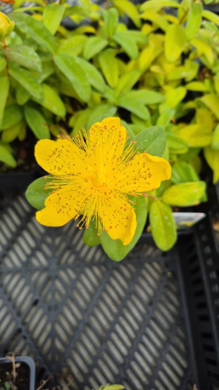 Hypericum Hidcote - Hertshooi