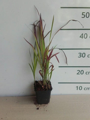Imperata cylindrica Red Baron - Japans bloedgras