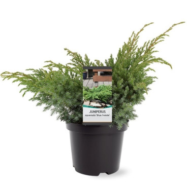 Juniperus squamata Blue Swede | Jeneverbes