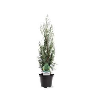 Juniperus scopulorum Moonglow | Jeneverbes