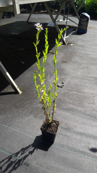 Kalimeris incisa Blue Star - Zomeraster