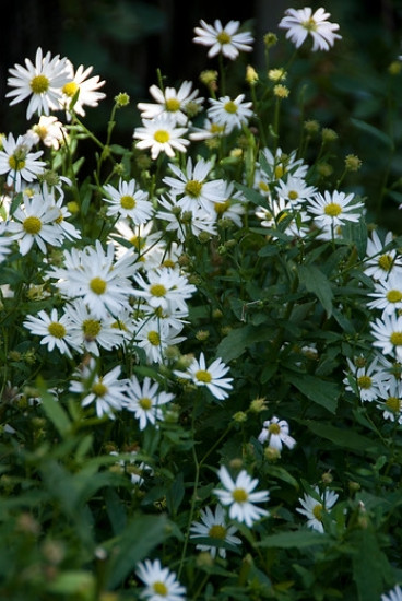 Kalimeris incisa Alba - Zomeraster
