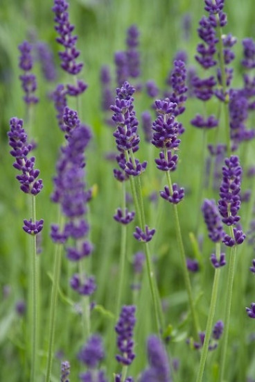 Lavandula angustifolia Hidcote - Lavendel