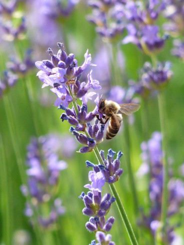 Lavandula angustifolia Dwarf Blue - Lavendel