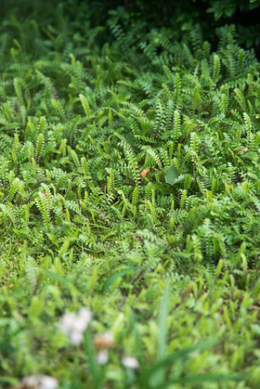 Leptinella potentillina - Koperknoopje - 