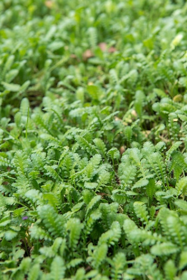 Leptinella squalida - Koperknoopje