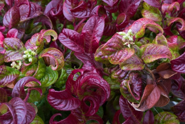 Druifheide - Leucothoe 'Curly Red'