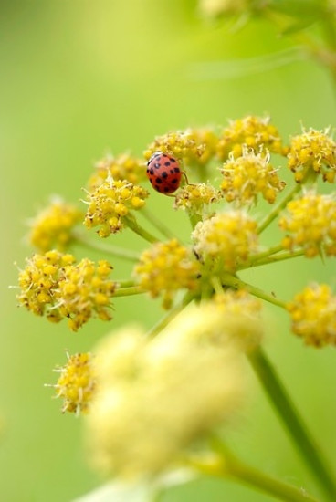Levisticum officinale - Kruiskruid