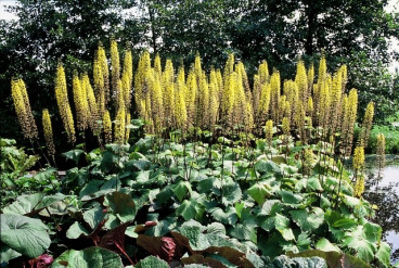 Ligularia stenocephala The Rocket - Kruiskruid